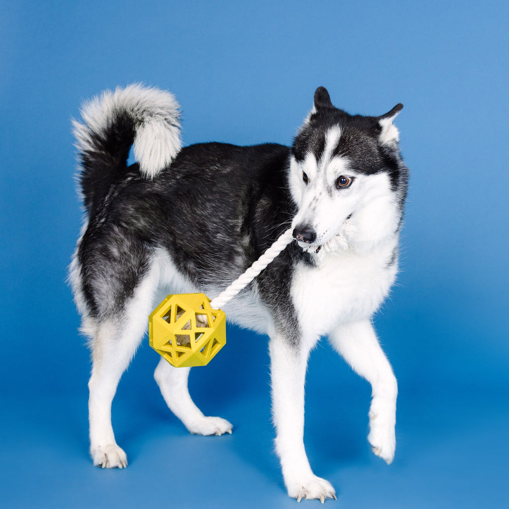 Pull My Way Yellow Rubber Dog Toy