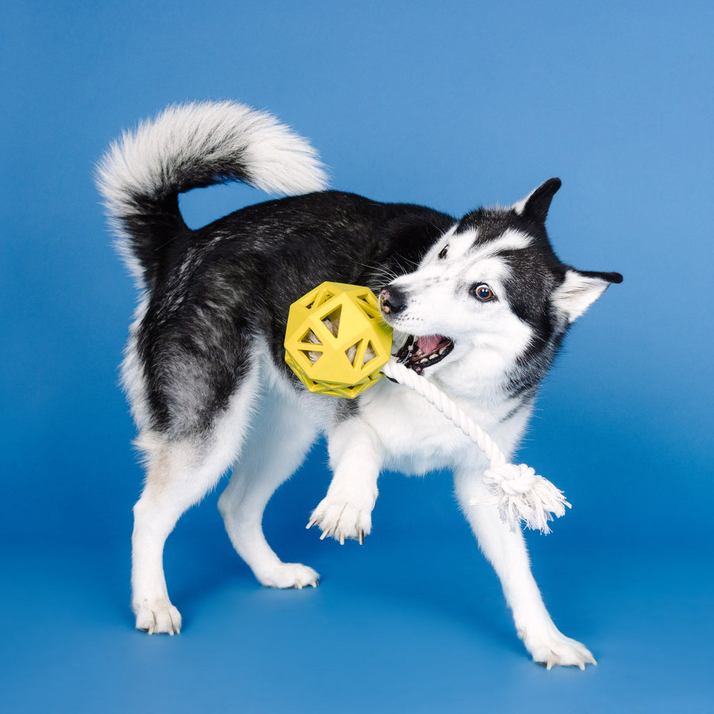 Pull My Way Yellow Rubber Dog Toy