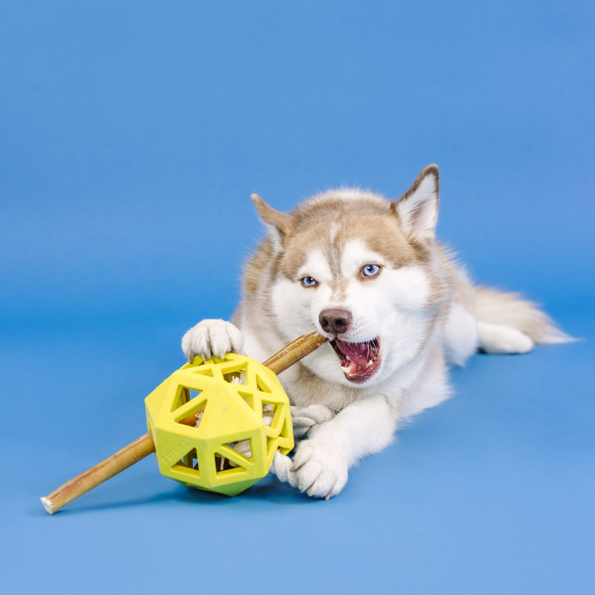 Pull My Way Yellow Rubber Dog Toy
