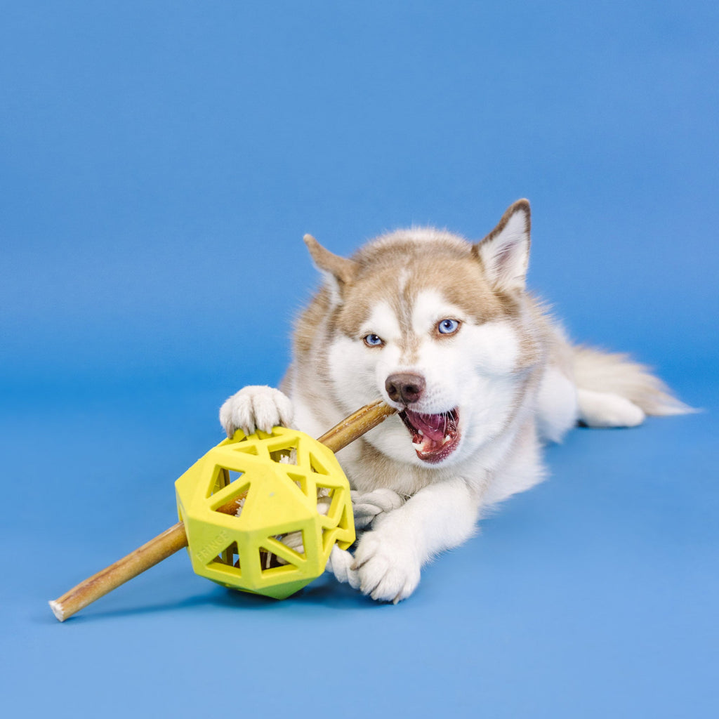 Pull My Way Yellow Rubber Dog Toy