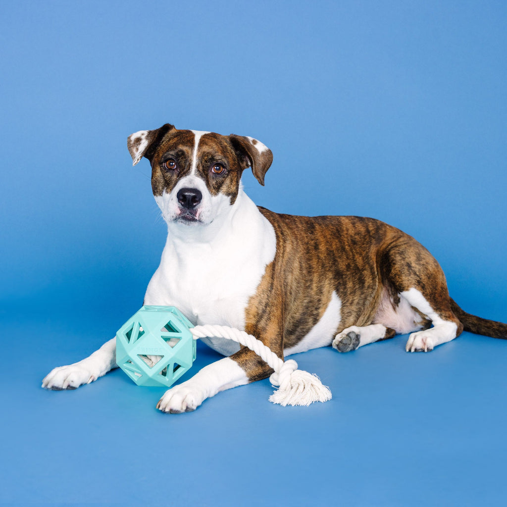 Pull My Way Turquoise Rubber Dog Toy