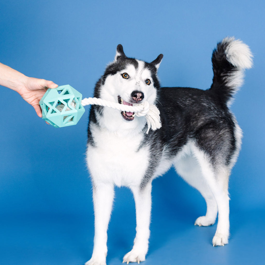 Pull My Way Turquoise Rubber Dog Toy