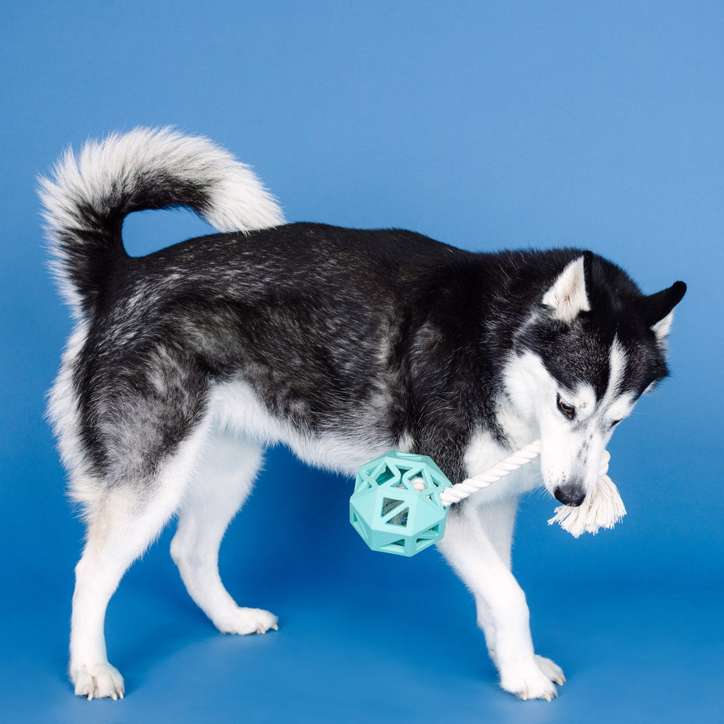 Pull My Way Turquoise Rubber Dog Toy