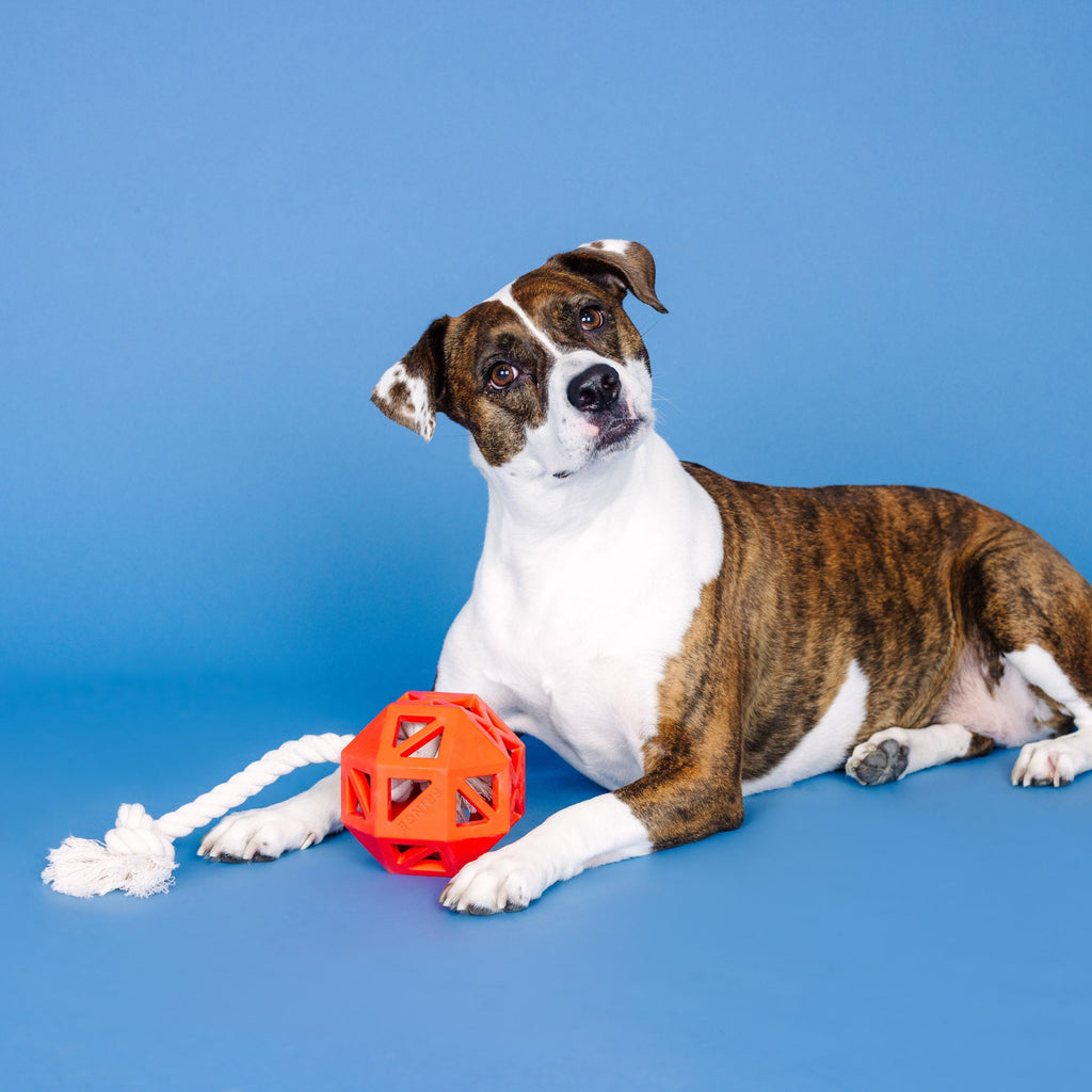 Pull My Way Red Rubber Dog Toy