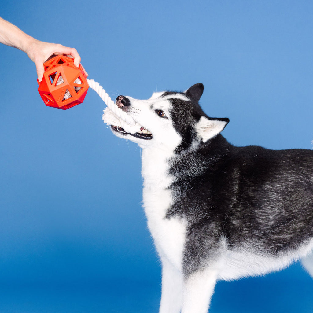 Pull My Way Red Rubber Dog Toy