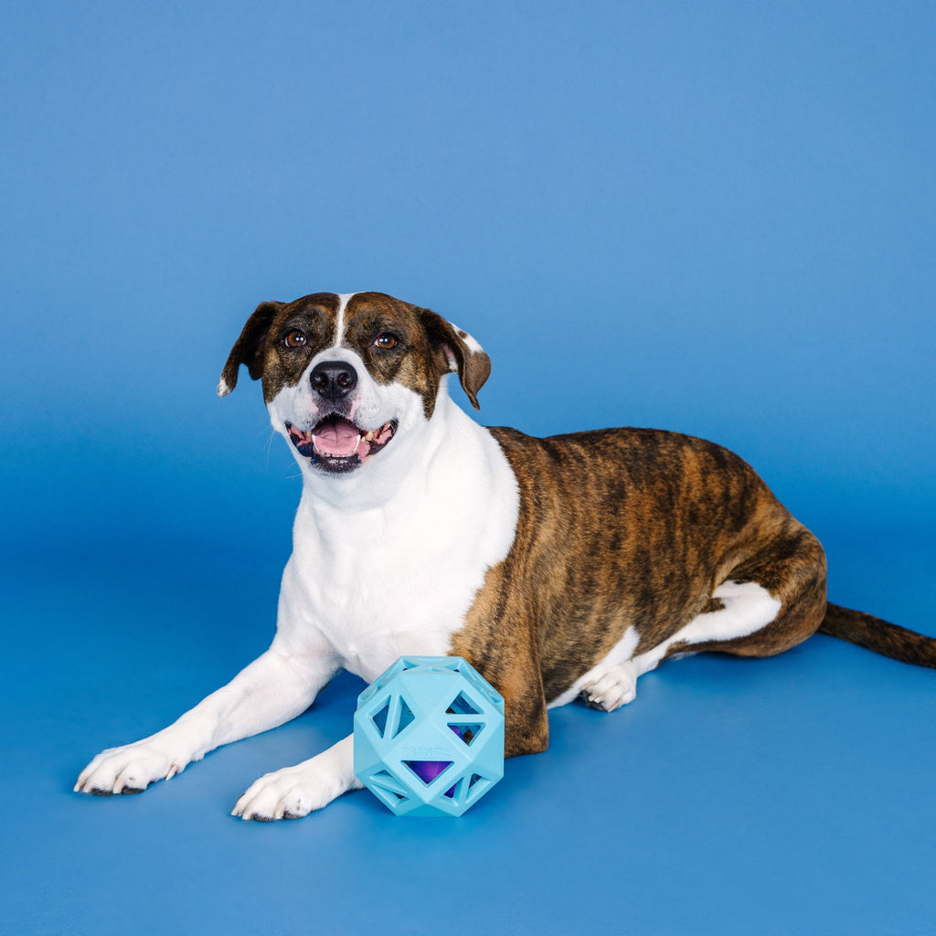 Sweet On The Inside Blue Rubber Dog Toy