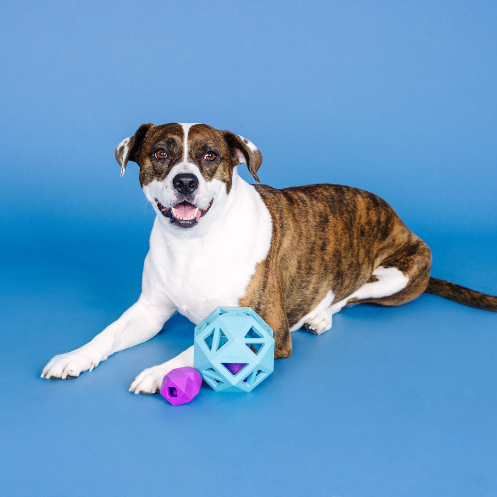Sweet On The Inside Blue Rubber Dog Toy