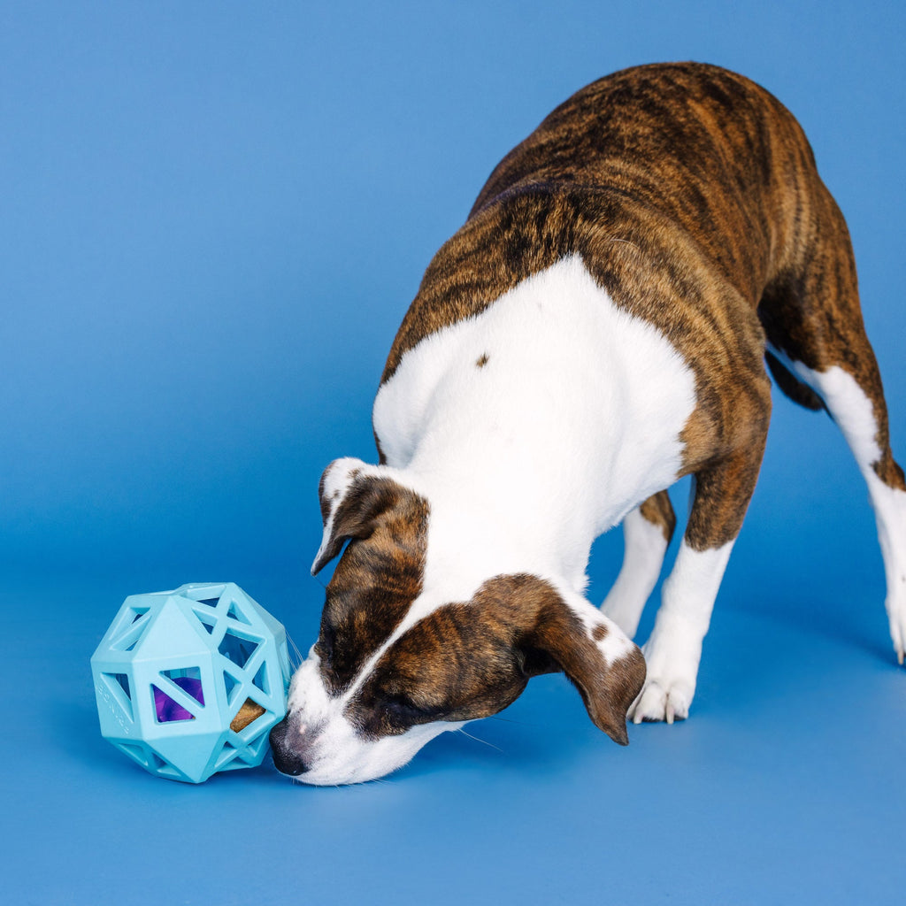 Sweet On The Inside Blue Rubber Dog Toy