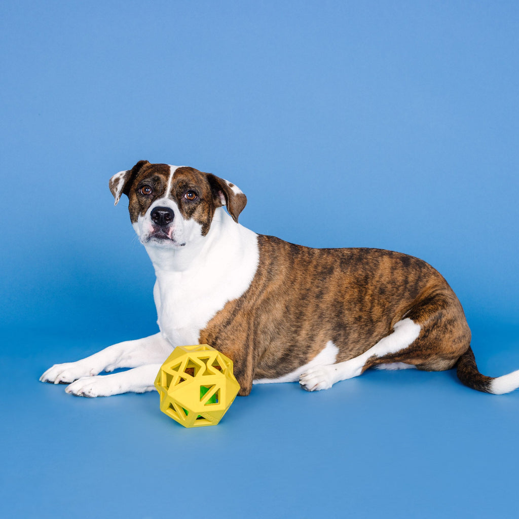 Sweet On The Inside Yellow Rubber Dog Toy