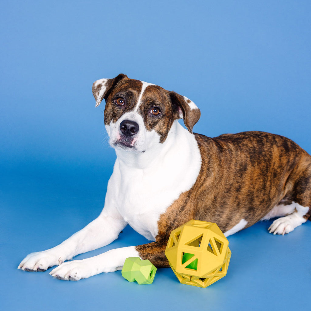 Sweet On The Inside Yellow Rubber Dog Toy