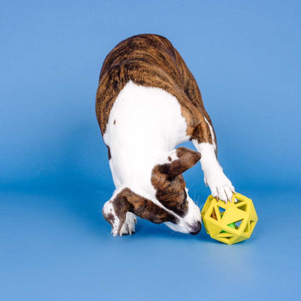 Sweet On The Inside Yellow Rubber Dog Toy