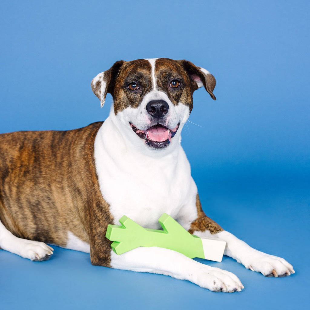 Stick With Me Lime/White Rubber Dog Toy