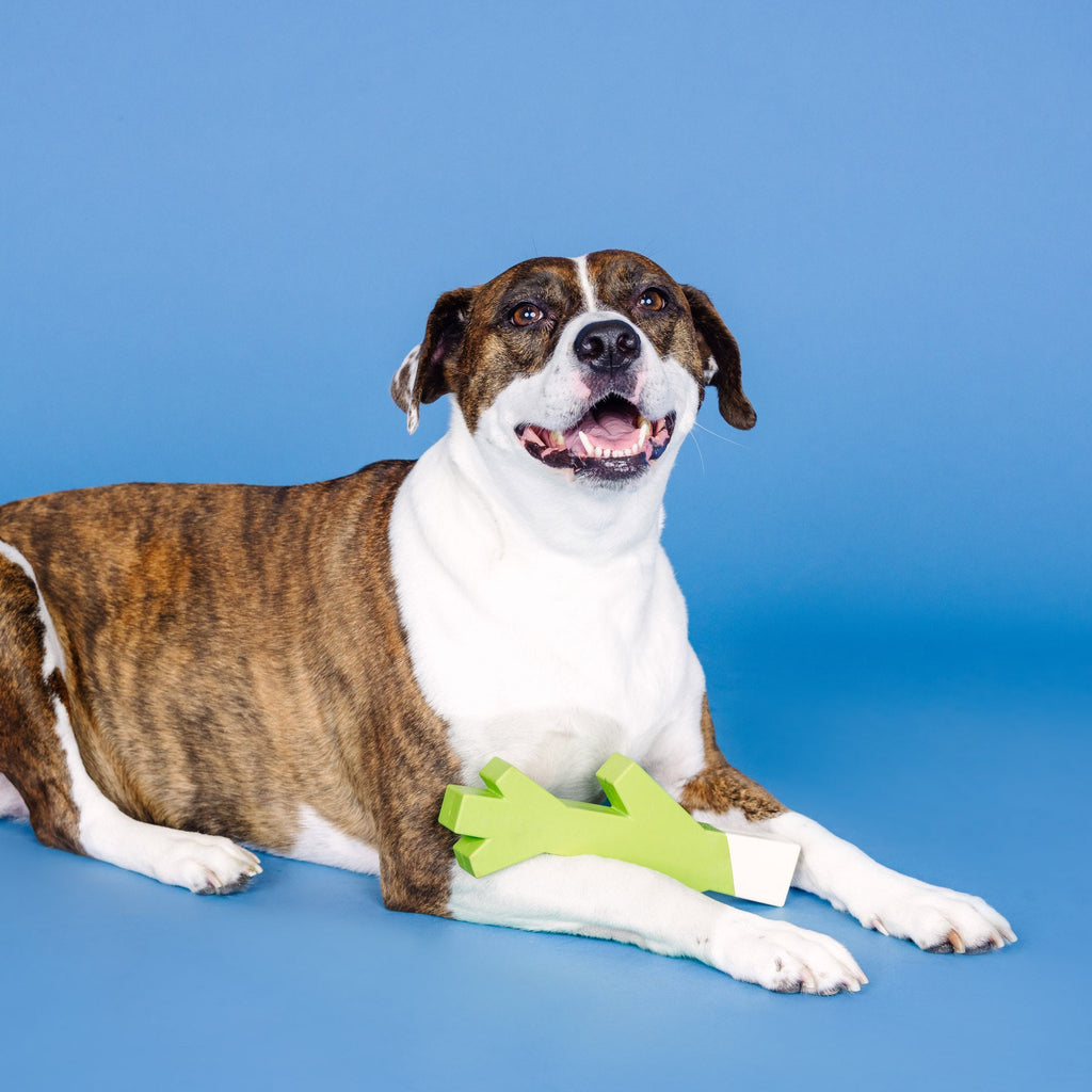 Stick With Me Lime/White Rubber Dog Toy