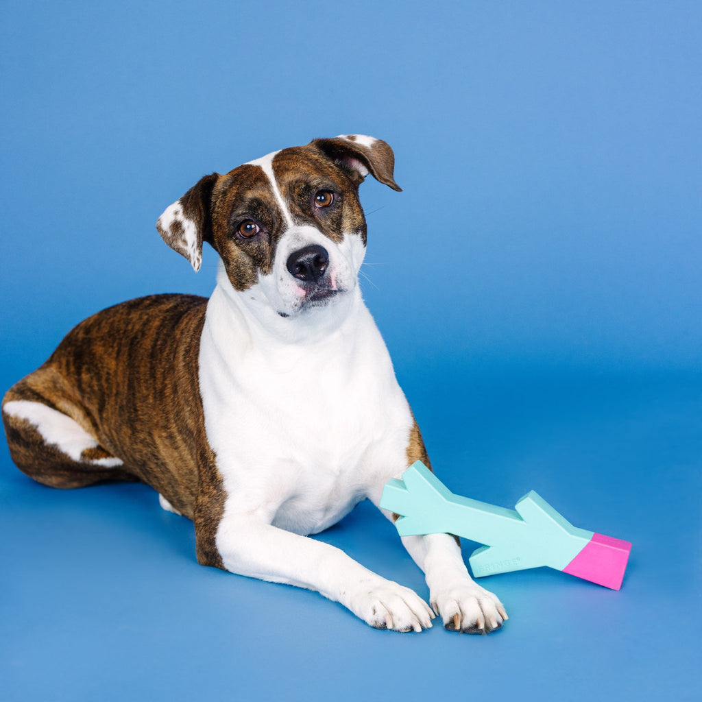 Stick With Me Turquoise/Hot Pink Rubber Dog Toy