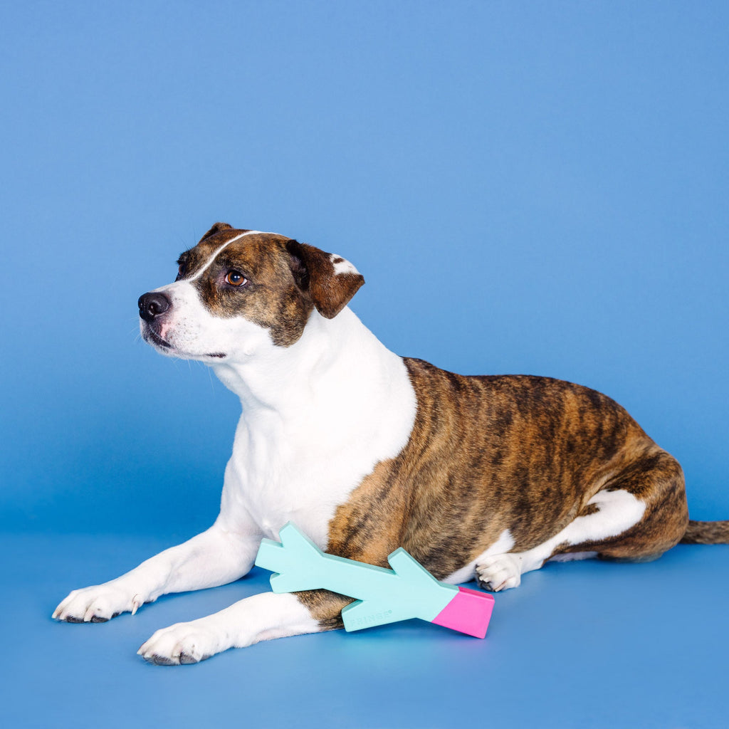 Stick With Me Turquoise/Hot Pink Rubber Dog Toy