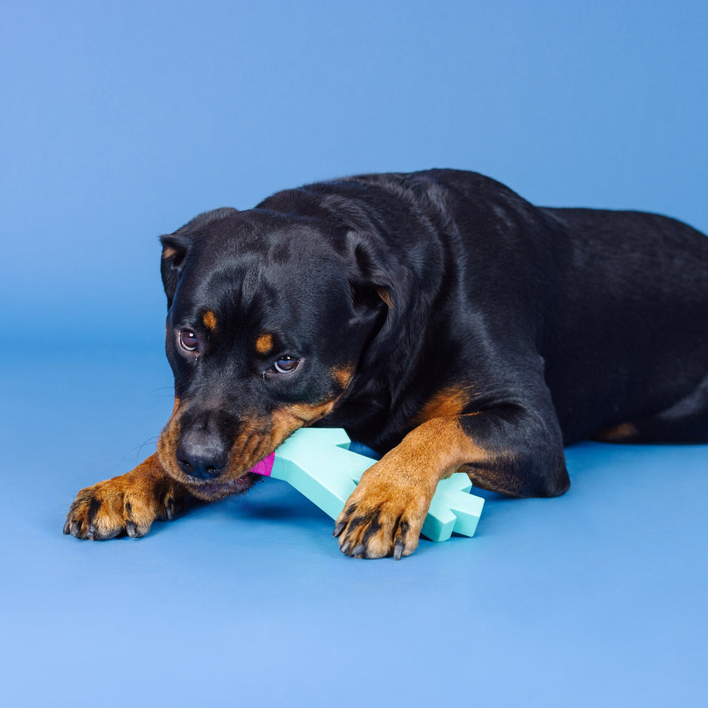 Stick With Me Turquoise/Hot Pink Rubber Dog Toy