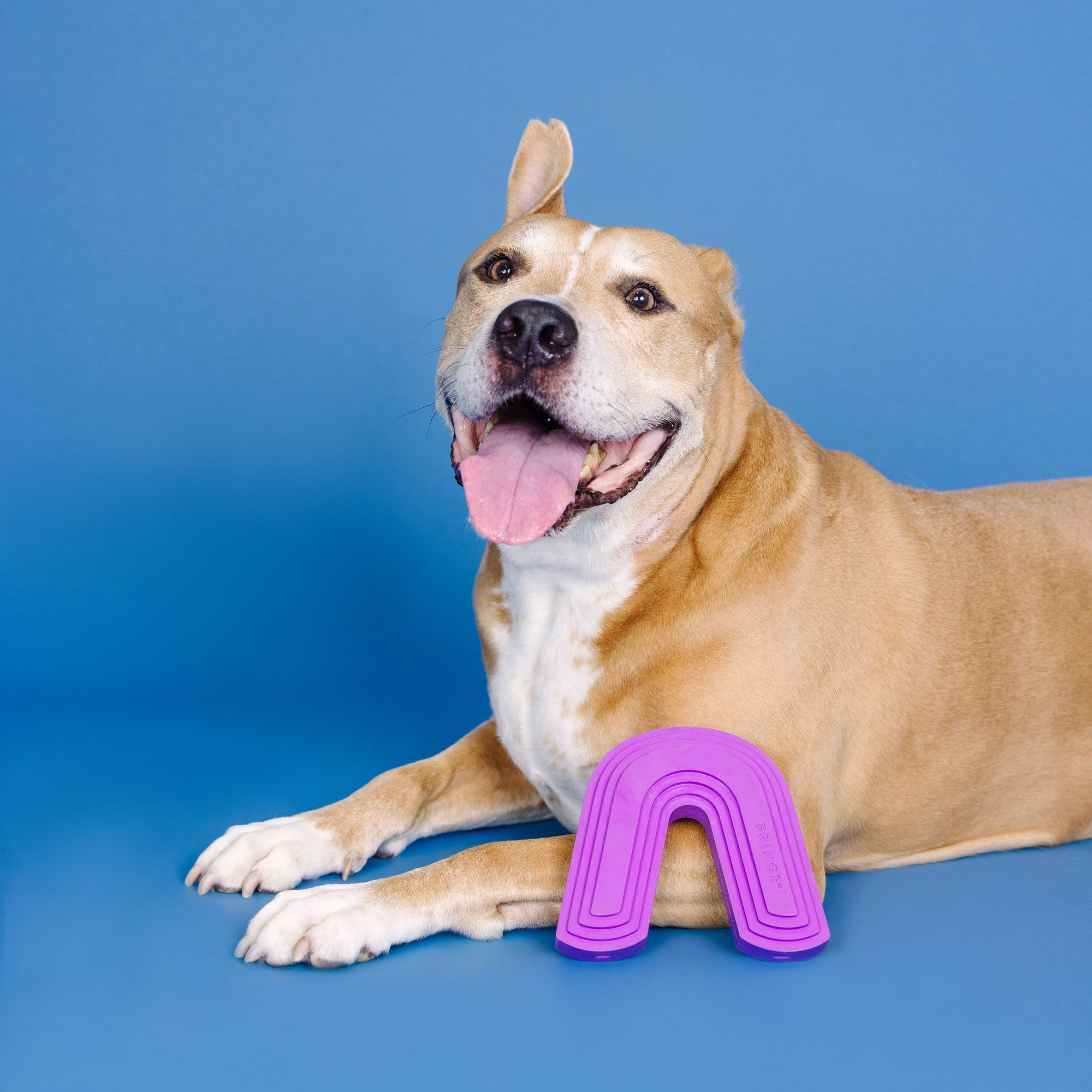 Color Me Happy Purple Rubber Dog Toy