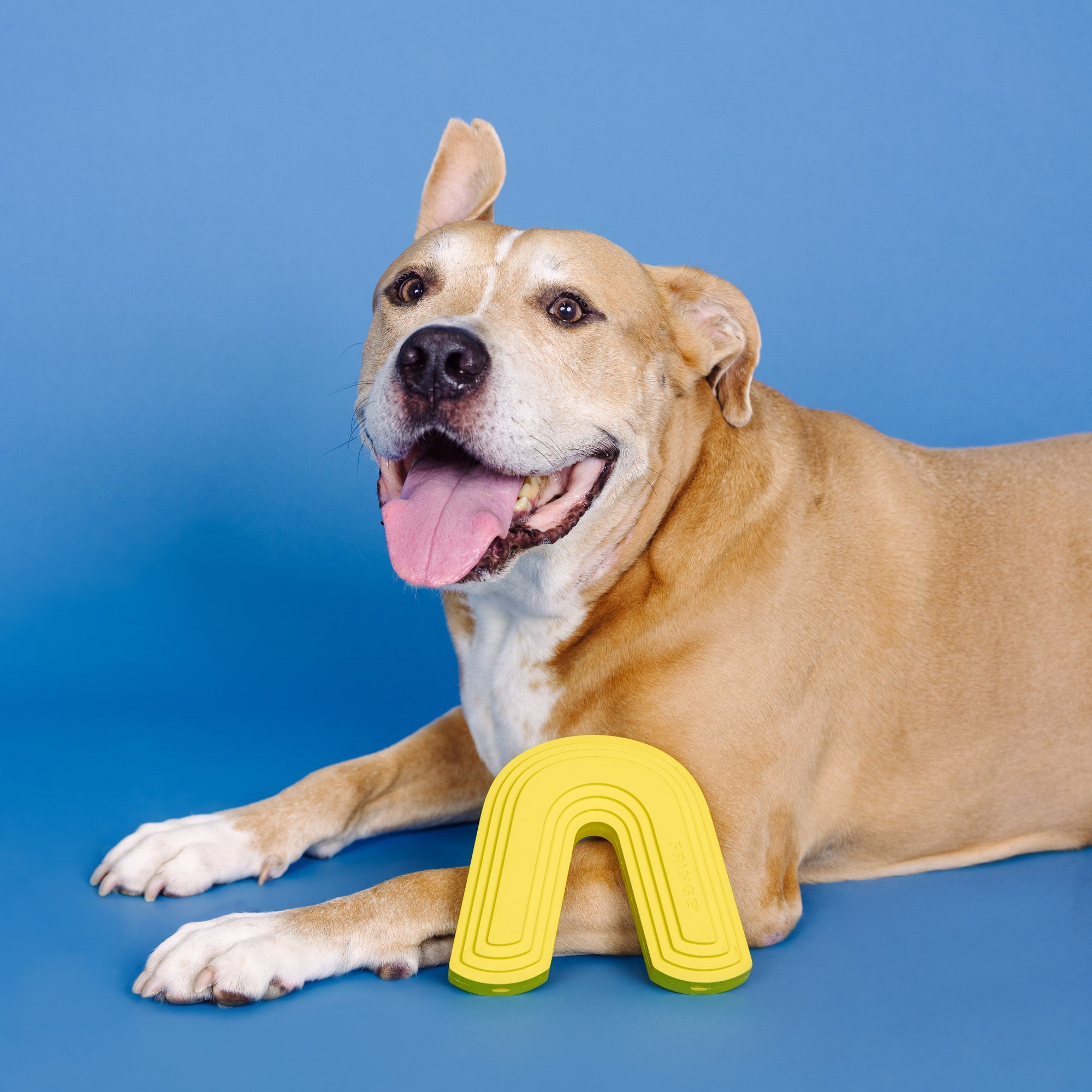 Color Me Happy Yellow Rubber Dog Toy