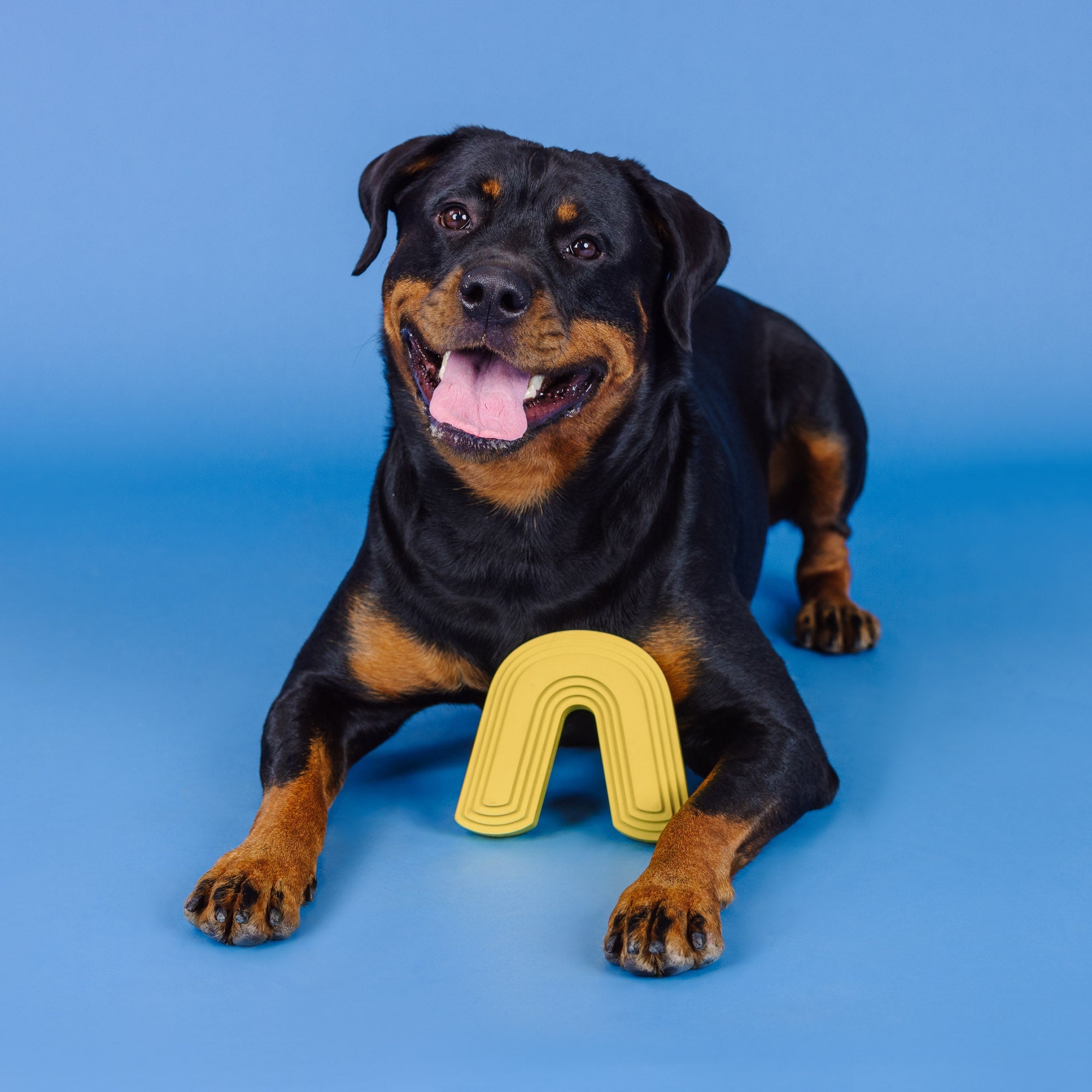 Color Me Happy Yellow Rubber Dog Toy