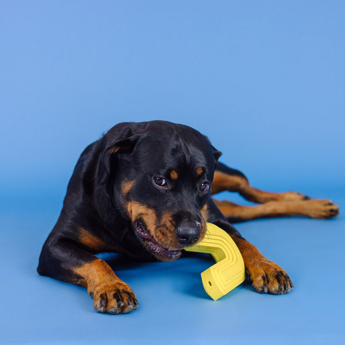 Color Me Happy Yellow Rubber Dog Toy