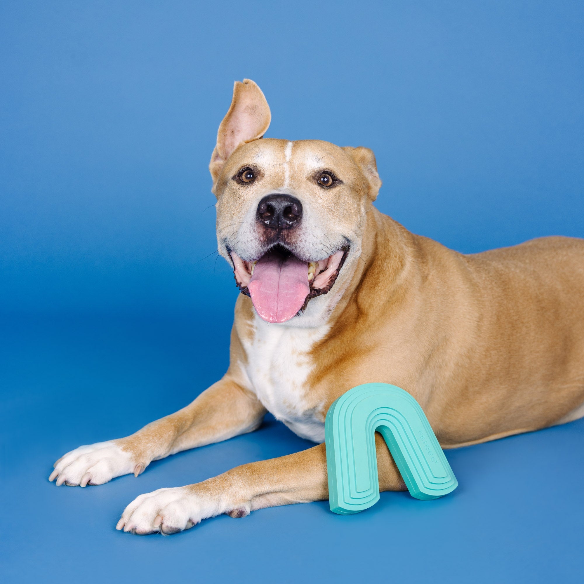 Color Me Happy Turquoise Rubber Dog Toy
