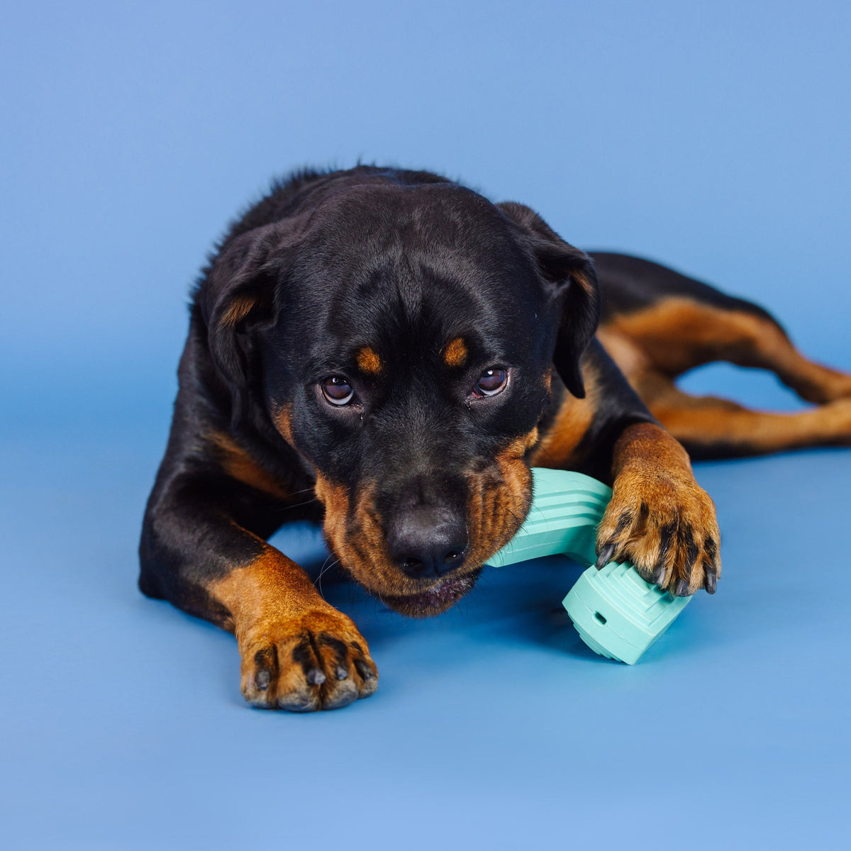 Color Me Happy Turquoise Rubber Dog Toy