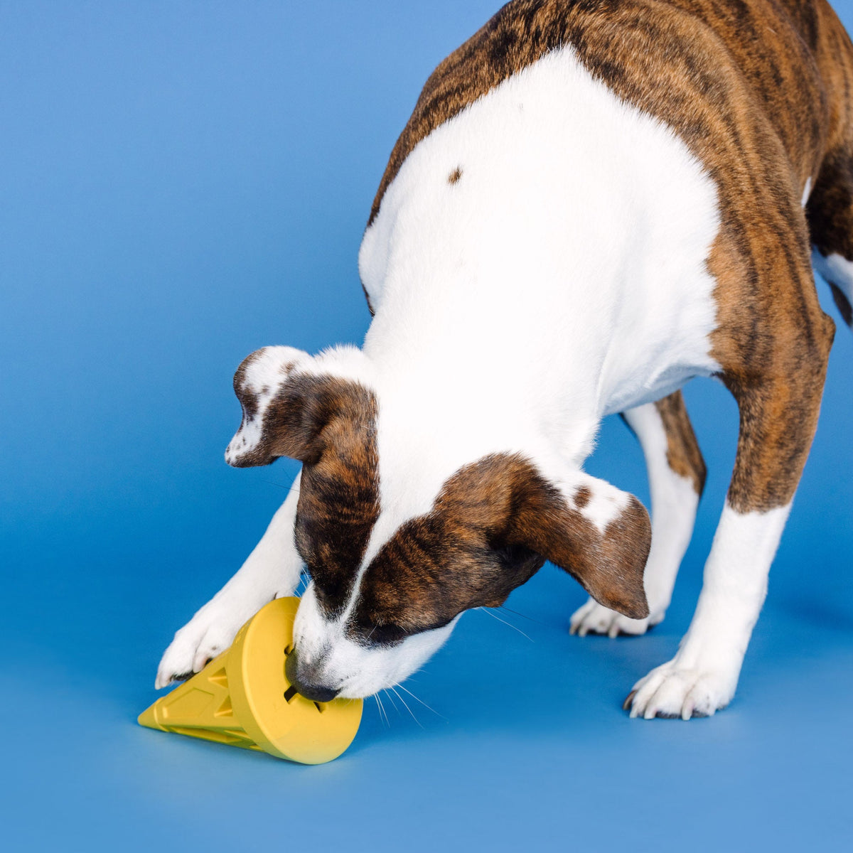You Cone Do It! Yellow Rubber Dog Toy