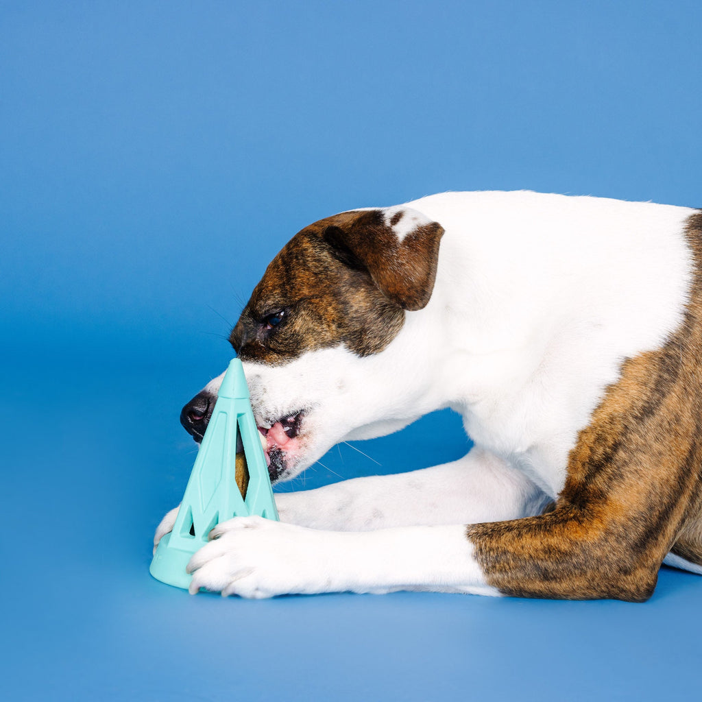 You Cone Do It! Turquoise Rubber Dog Toy