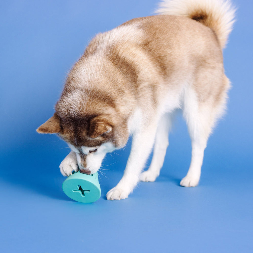 You Cone Do It! Turquoise Rubber Dog Toy