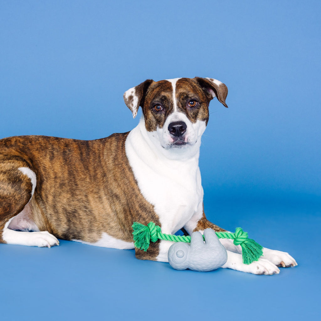 How's It Hangin'? Rubber Dog Toy