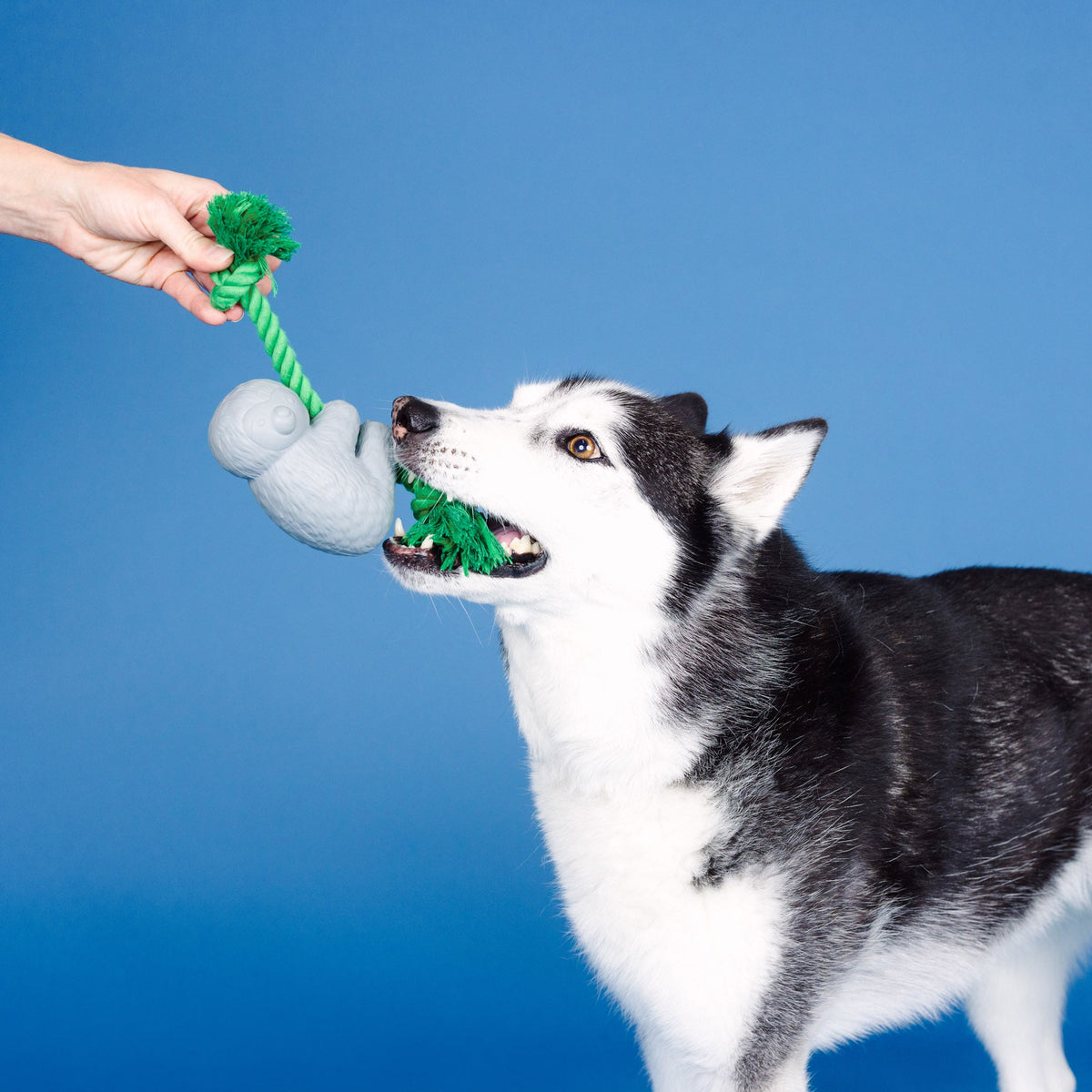 How's It Hangin'? Rubber Dog Toy