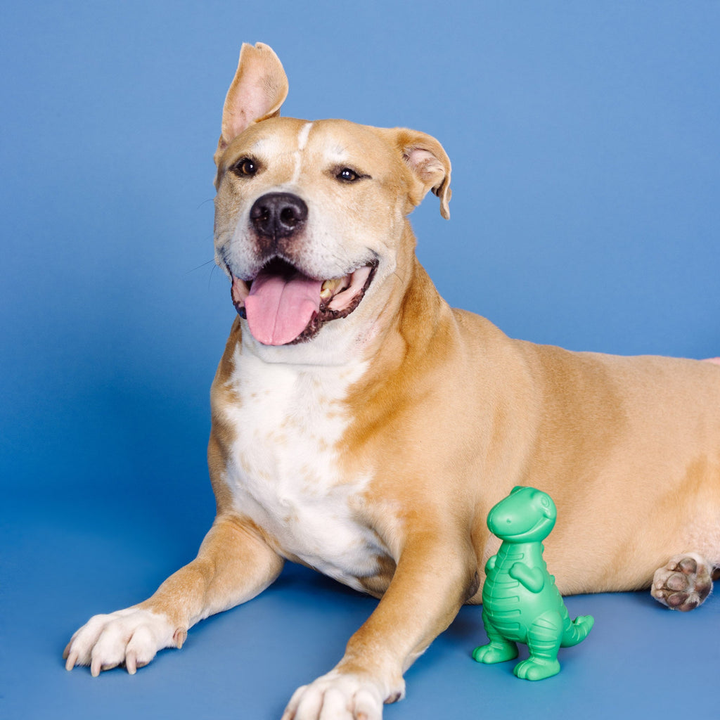 A T-Riffic Time Rubber Dog Toy