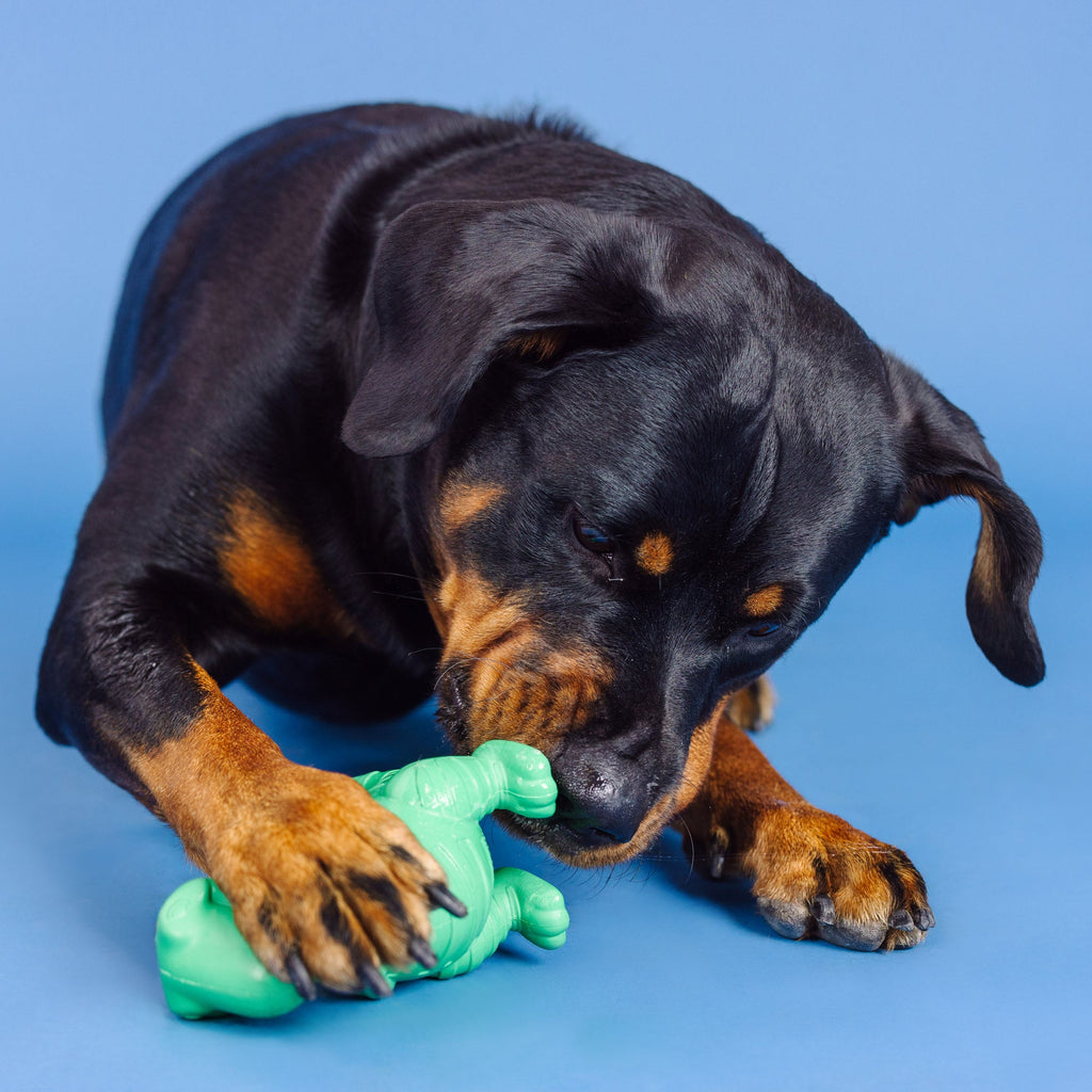 A T-Riffic Time Rubber Dog Toy