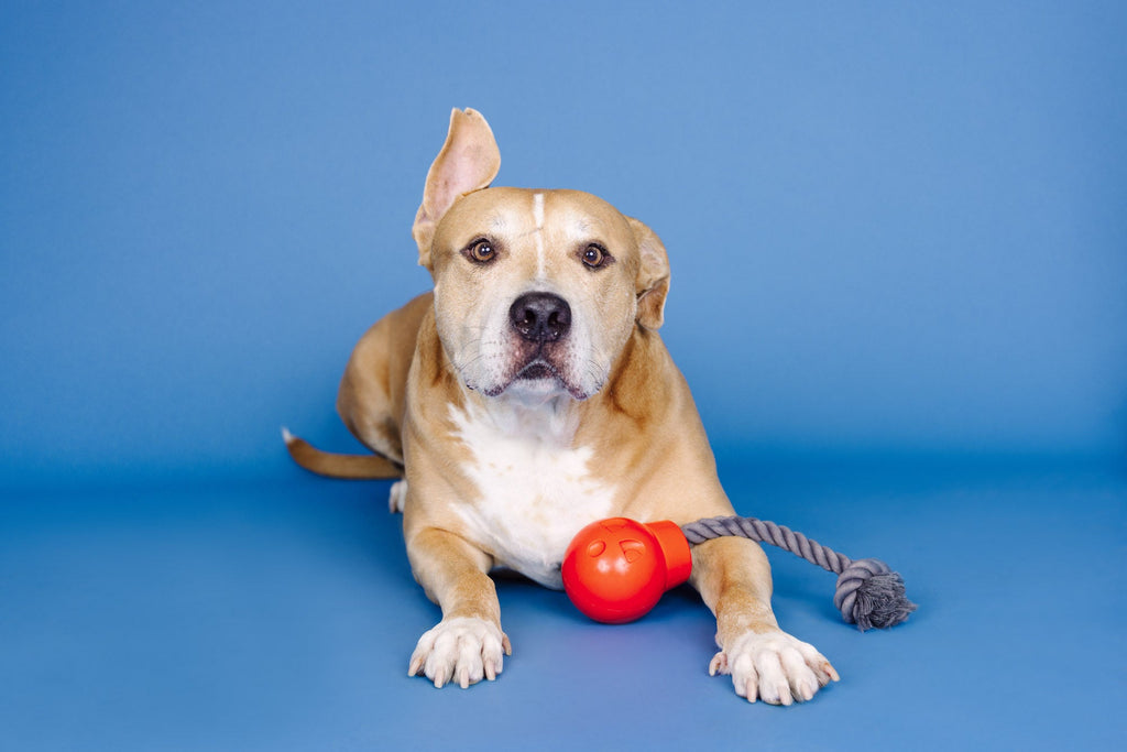 You Da Bomb Rubber Dog Toy