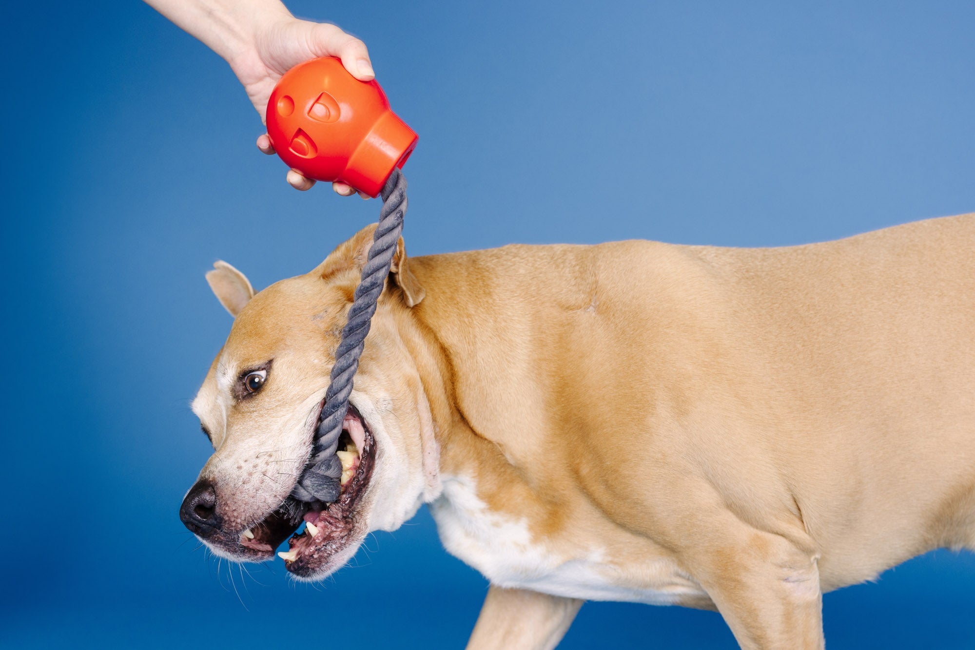 You Da Bomb Rubber Dog Toy