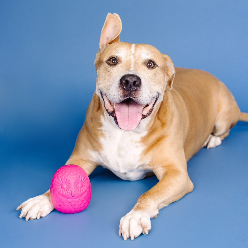 You'Re A Hoot Hot Pink Rubber Dog Toy