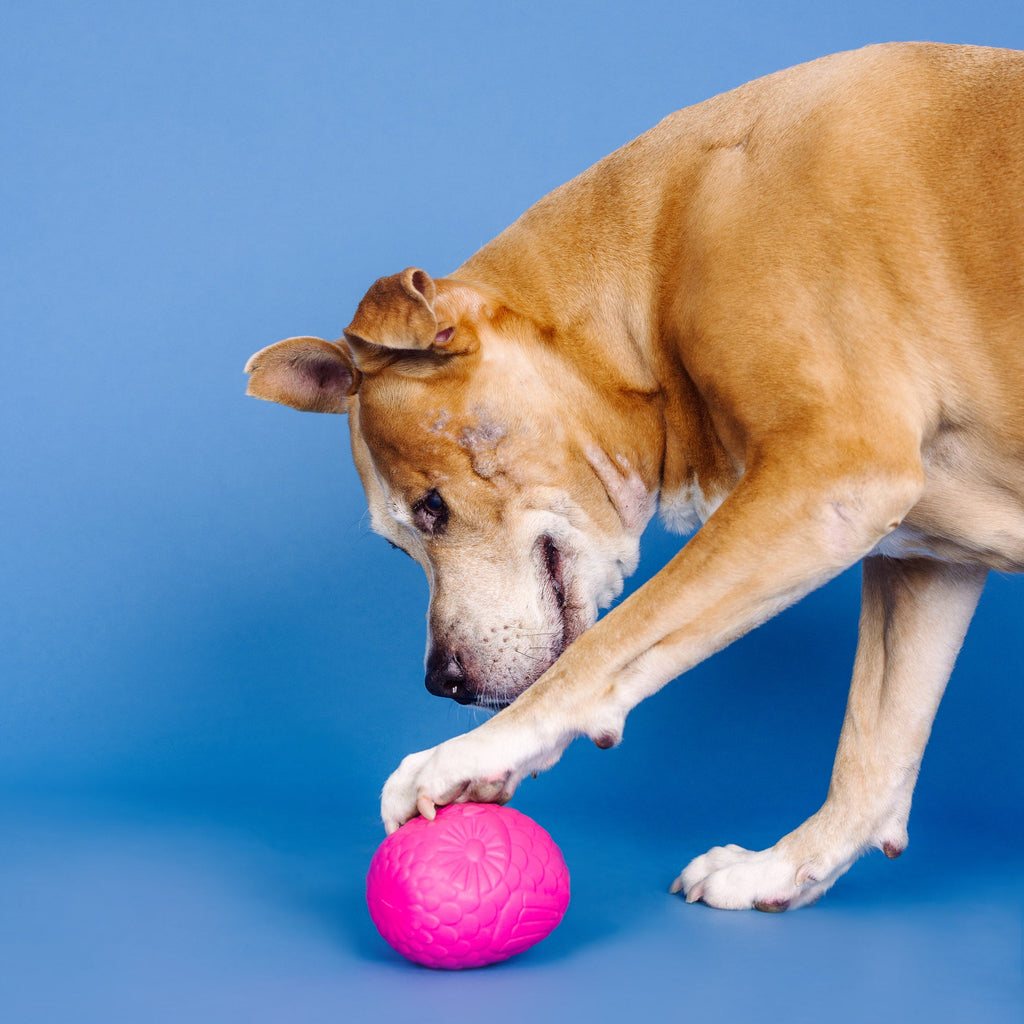 You'Re A Hoot Hot Pink Rubber Dog Toy