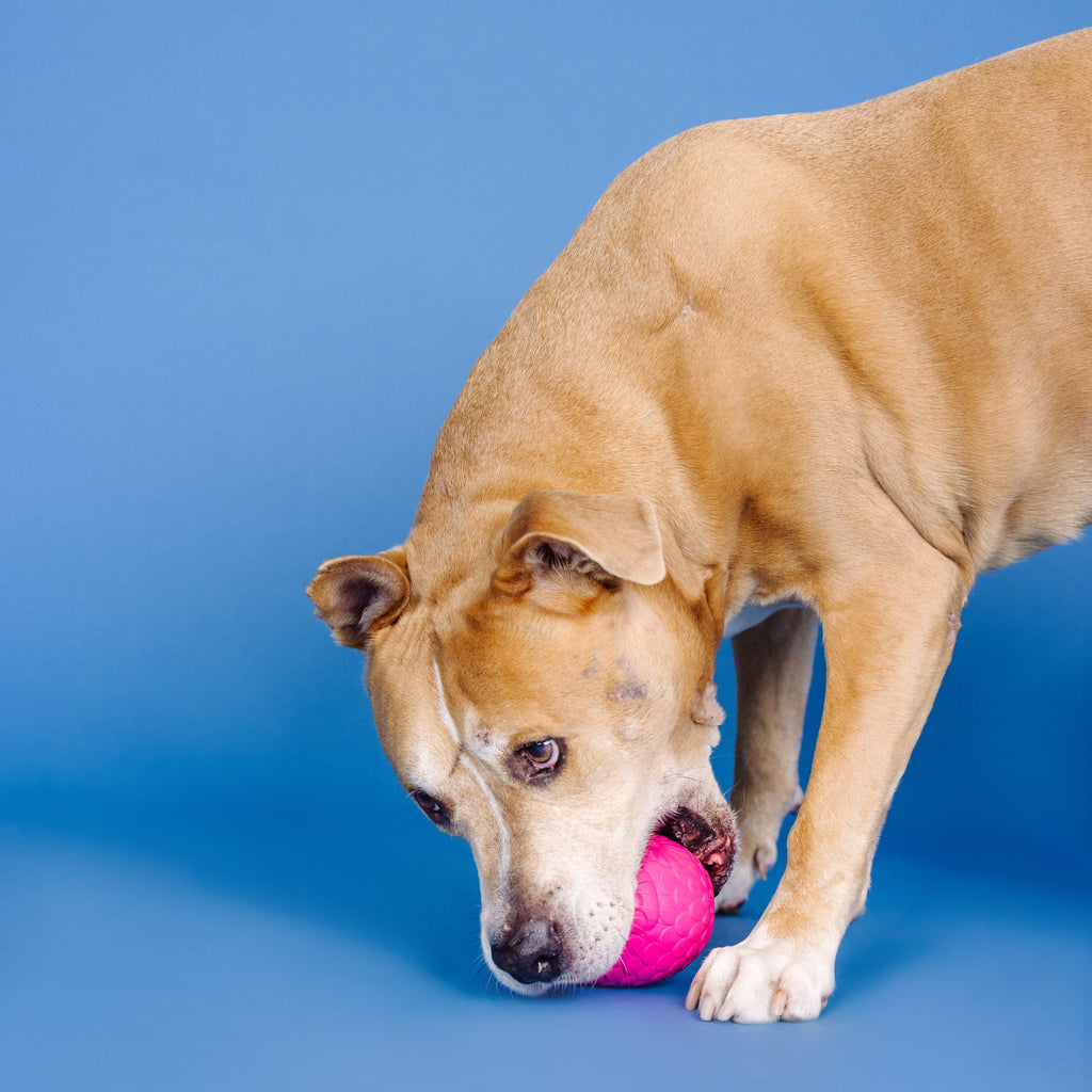 You'Re A Hoot Hot Pink Rubber Dog Toy