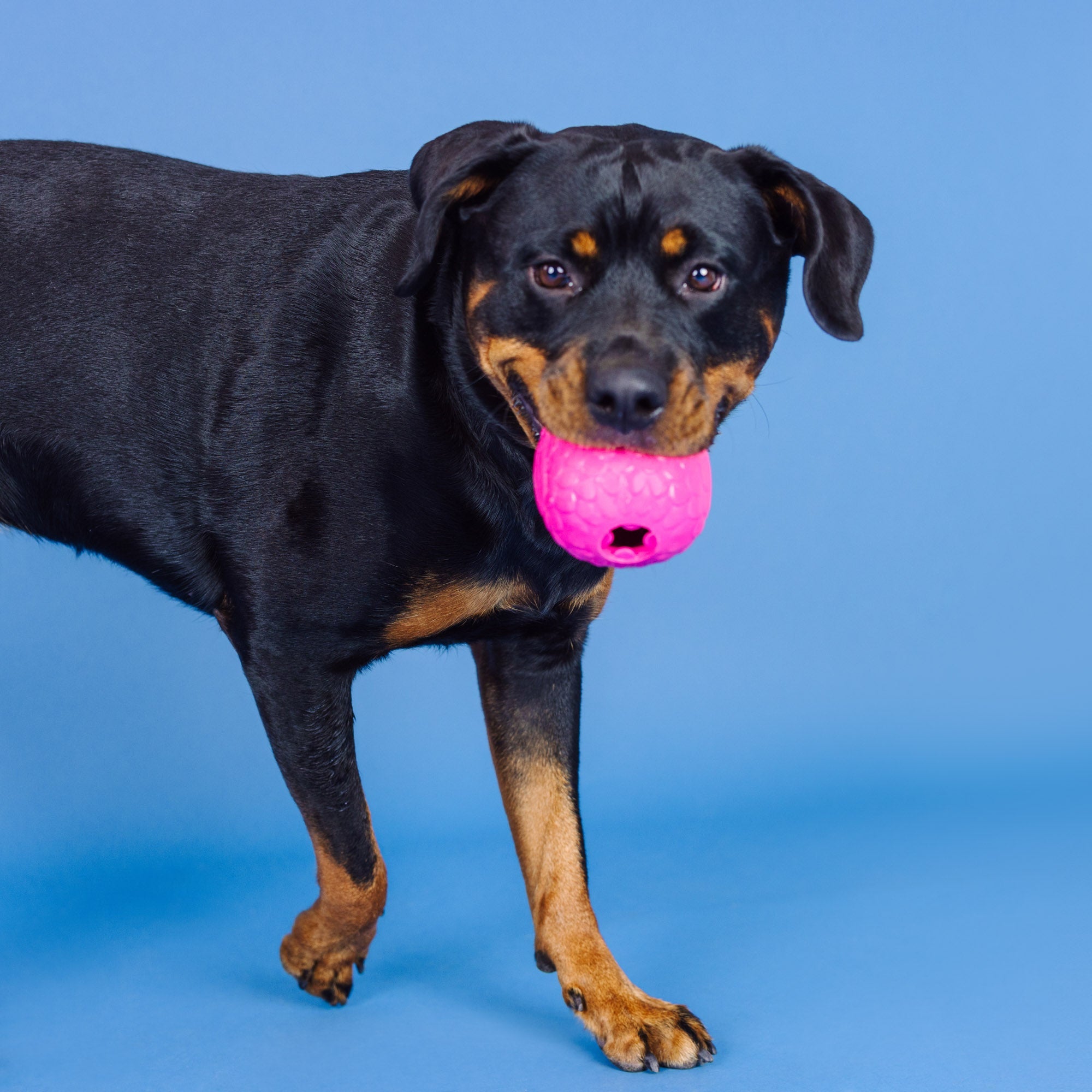 You're A Hoot Hot Pink Rubber Dog Toy