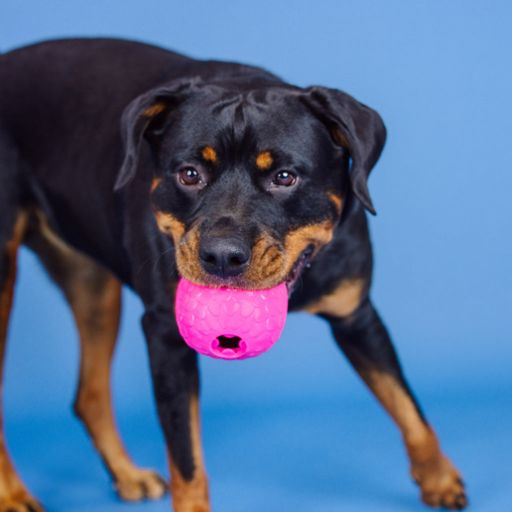 You'Re A Hoot Hot Pink Rubber Dog Toy