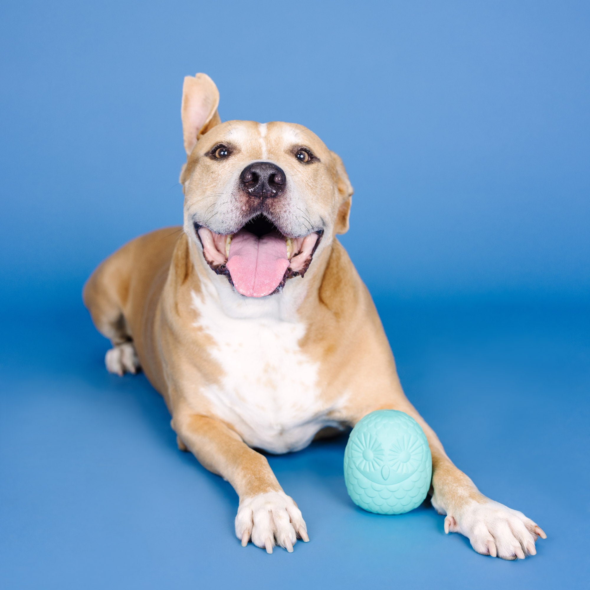 You're A Hoot Turquoise Rubber Dog Toy