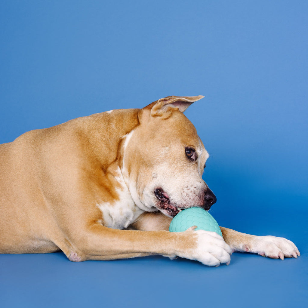 You'Re A Hoot Turquoise Rubber Dog Toy