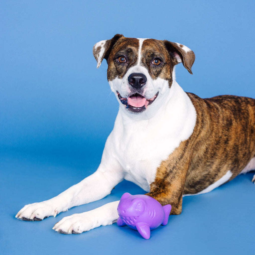 Catch Ya Later Purple Rubber Dog Toy