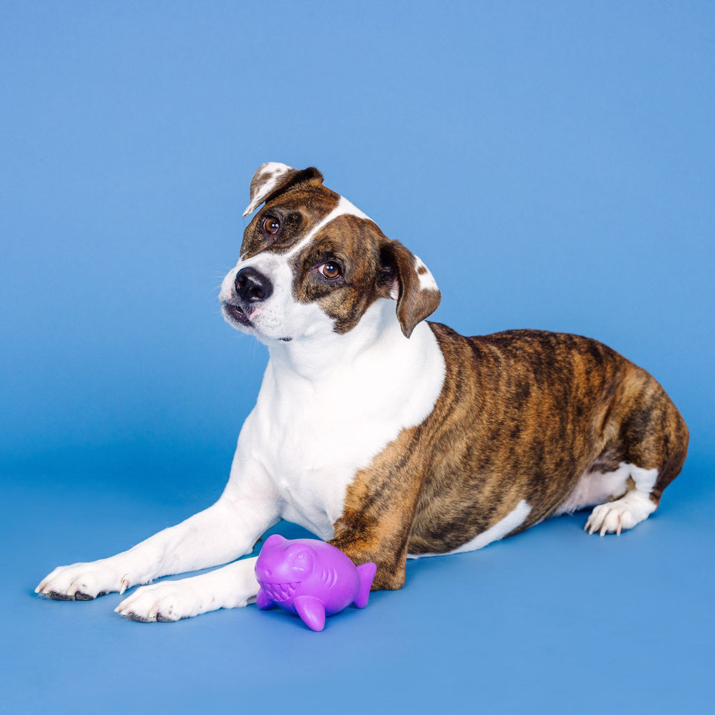 Catch Ya Later Purple Rubber Dog Toy