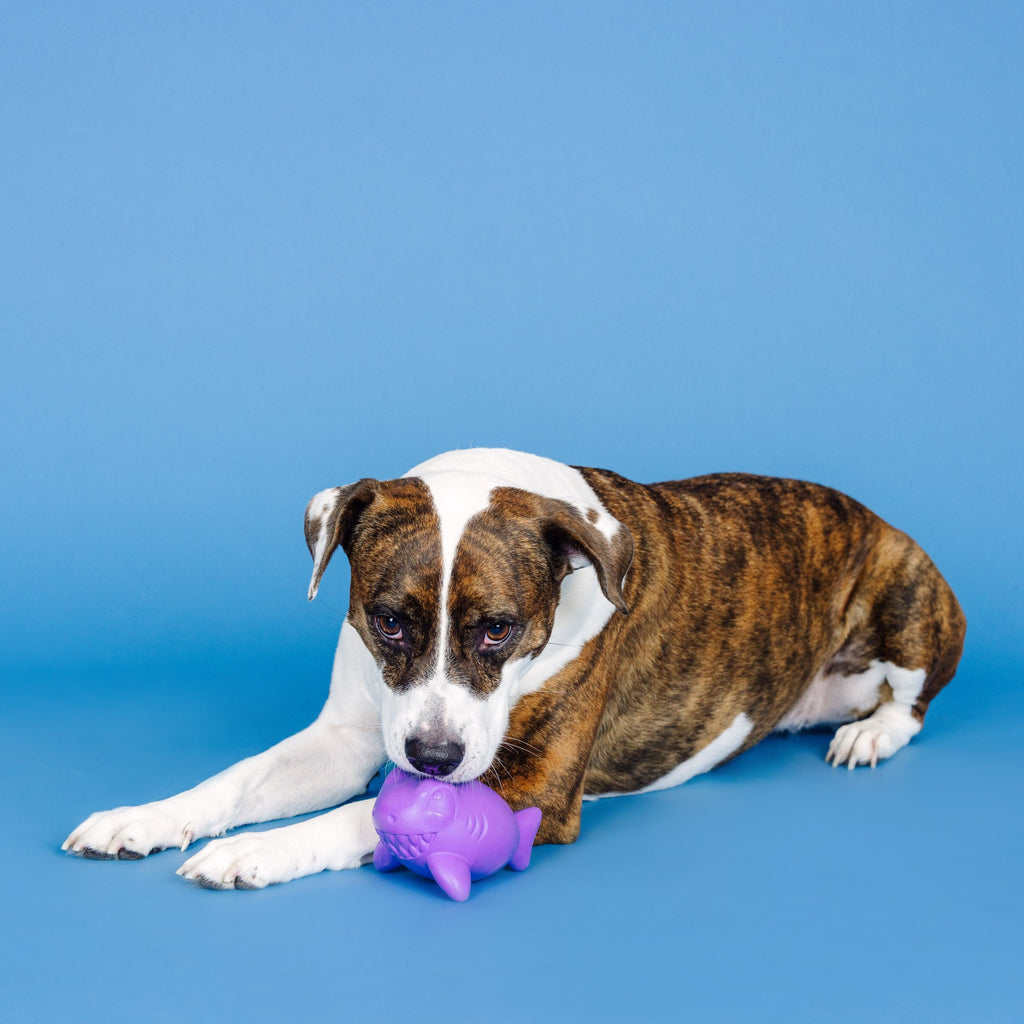 Catch Ya Later Purple Rubber Dog Toy