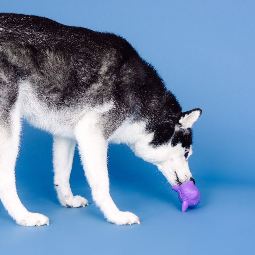 Catch Ya Later Purple Rubber Dog Toy