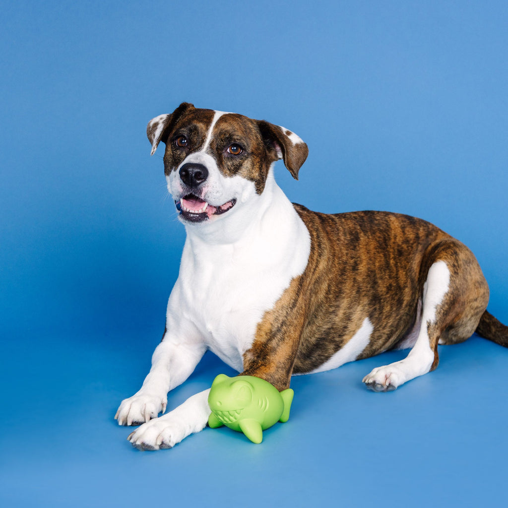 Catch Ya Later Lime Rubber Dog Toy