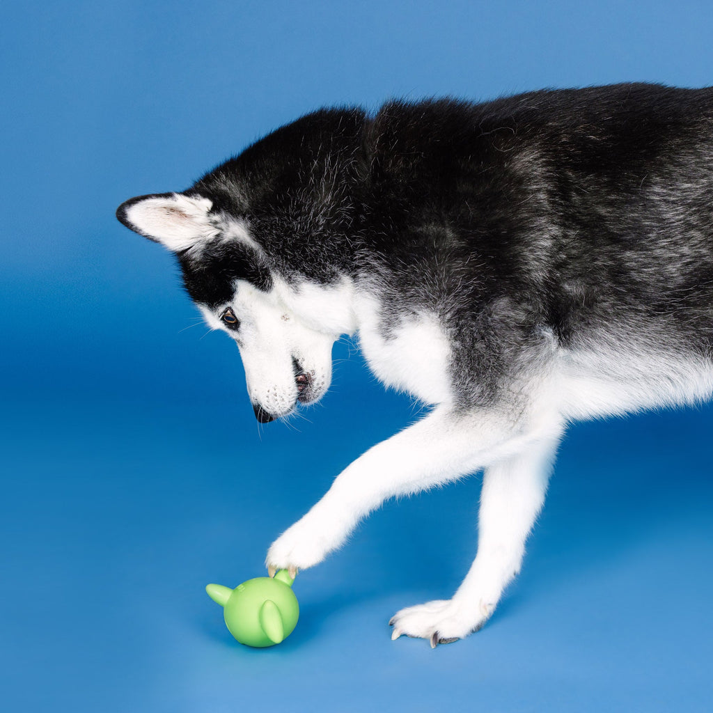 Catch Ya Later Lime Rubber Dog Toy