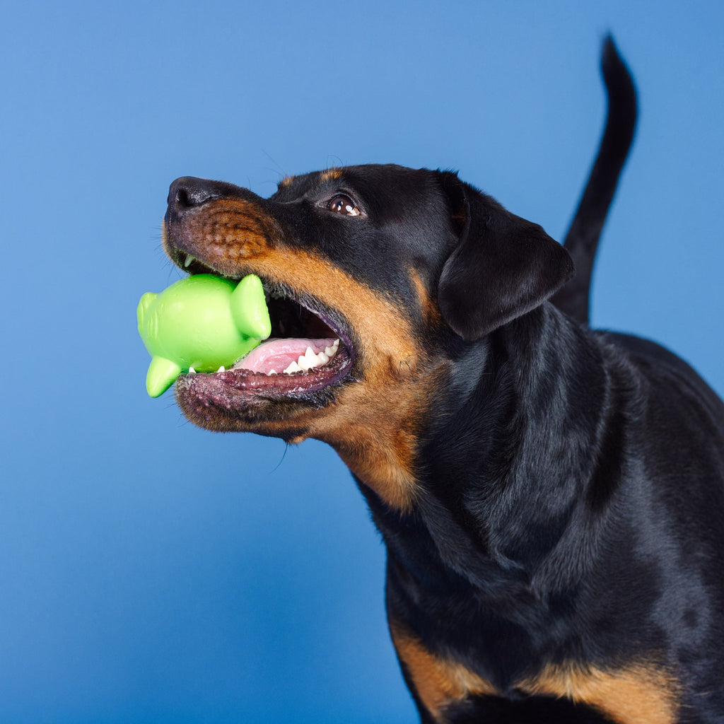Catch Ya Later Lime Rubber Dog Toy