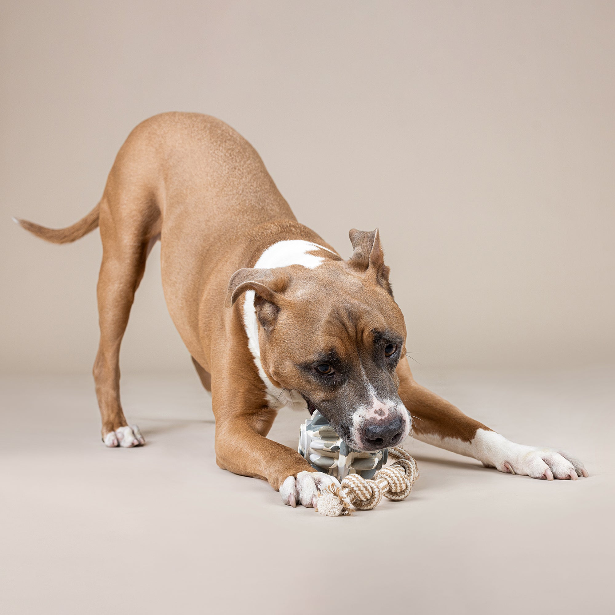 Shape-Shifter Rubber Dog Toy